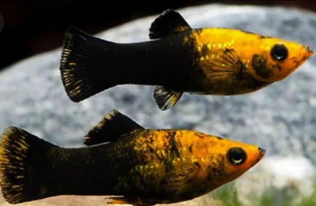 Molly Fish Gold dust lyretail (6x) - Live Aquarium Fish - USA Breeder / Seller