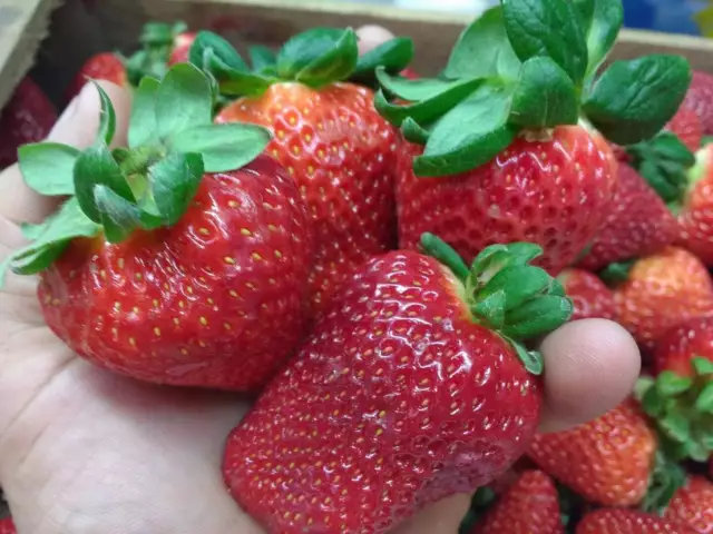 Fresa ( Fragaria ananassa )0,3 gr / 600 semillas - seeds freson frutilla​ fresas