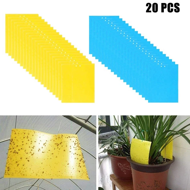 Piège durable à insectes collants jaune cerise asticot mouches thrips mouche b