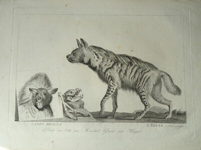 GRANDE GRAVURE XVIII° PAYSAGE ARCHE DE NOE ANIMAUX JUDAICA RELIGION FAUNE 
