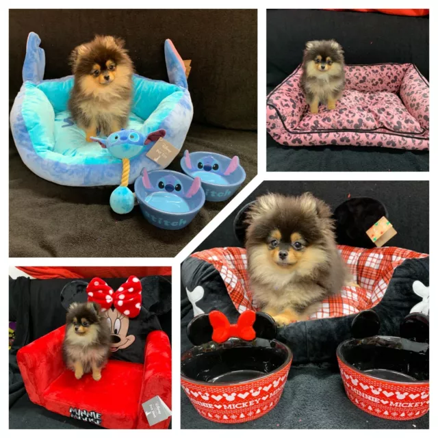 Disney Primark Pet Beds/Bowls  Stitch, Mickey Mouse , Minnie Mouse, Disney Favs