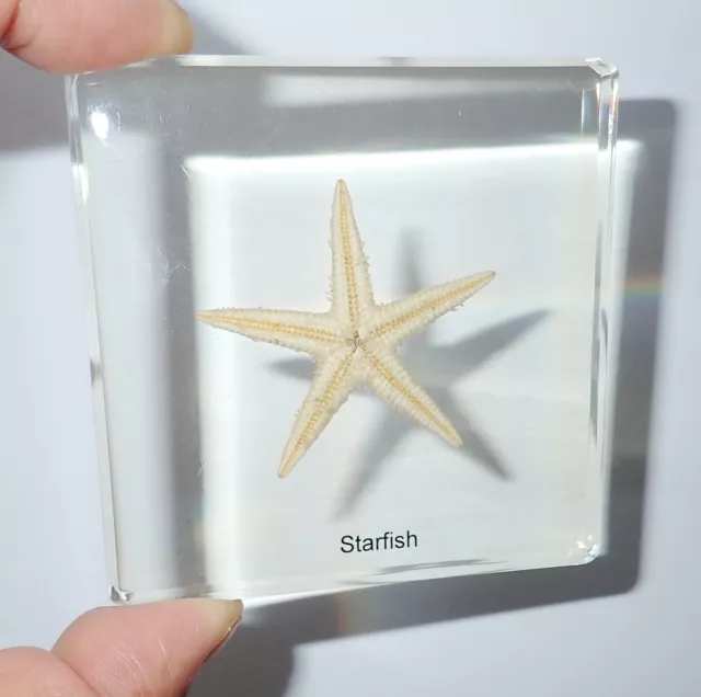 Starfish Flatbottom Seastar in 75x75x10 mm Clear Square Slide Education Specimen