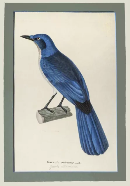 Framed Early 19th Century Original Hand Coloured Engraving . Florida Scrub Jay. 3