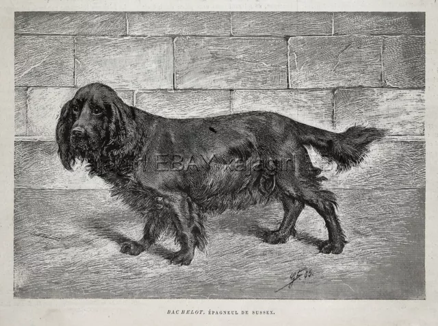 Dog Sussex Spaniel (Named), 1880s Antique Print & Article About History