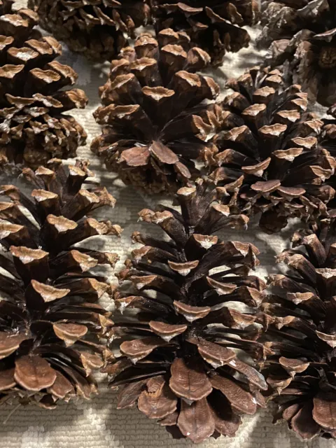 Lote de 15 conos de pino de tamaño surtido