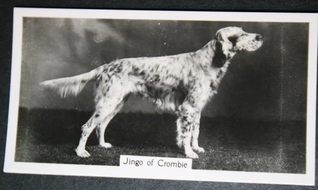 ENGLISH SETTER   Show Champion  Vintage 1930's Photo Card  QC20M