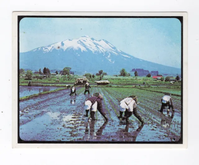 Sanitarium NZ. Timeless Japan - #18 Rice Plantations near snow capped mountain