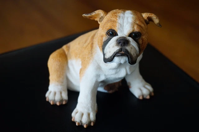 Bulldog, English Bulldog, Dogs, Animals, Collectibles - PicClick
