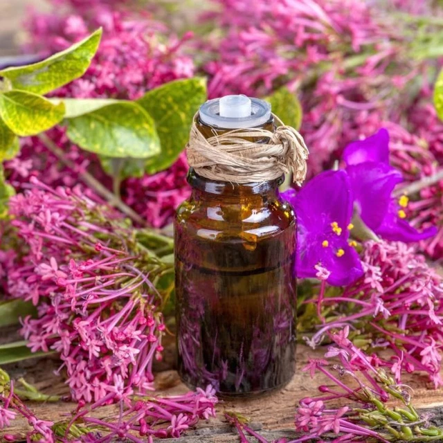 Corydalis Yanhusuo Tincture Extract Liquid