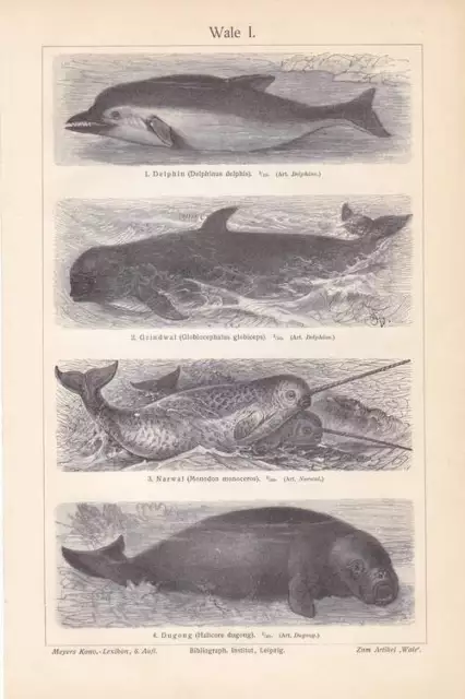 WALE Delphin Narwal Pottwal Finnwal STICH von 1905 Grindwal Dugong