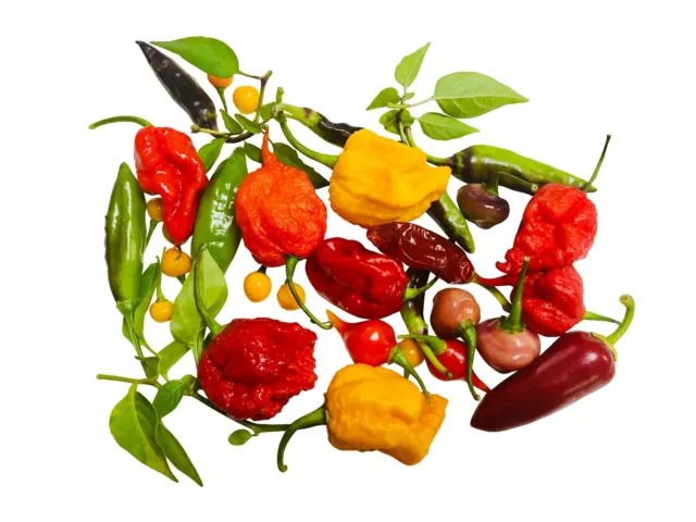 50 Samen *Bunter-Chili-Mix* -Mit Weltmeisterchilis- -ULTRA SCHARF-