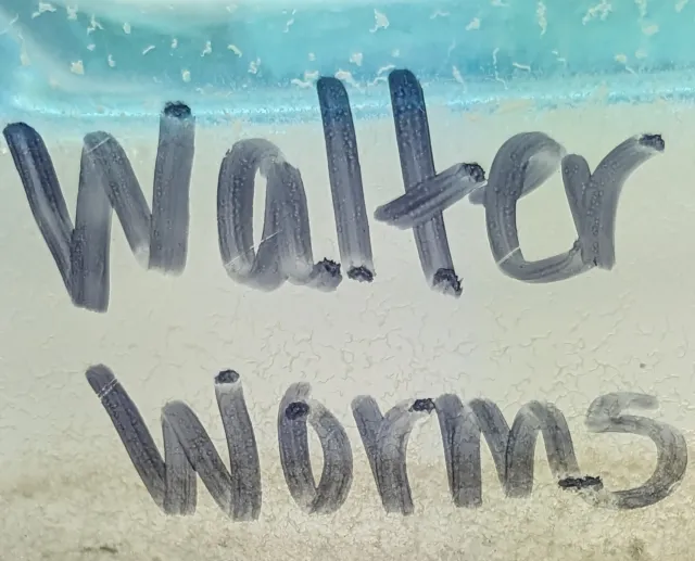 LIVE WALTER WORMS STARTER CULTURE Panagrellus Silusioides Fry Food Guppy Betta