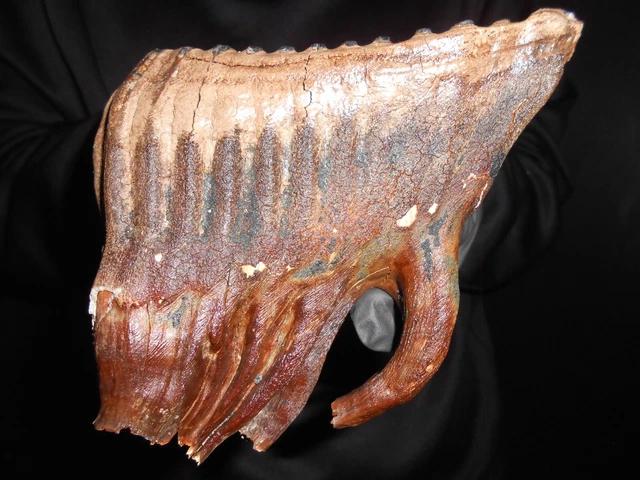 beautiful Fossil Tooth of a Woolly Mammoth！ with great ROOTS preserved！！