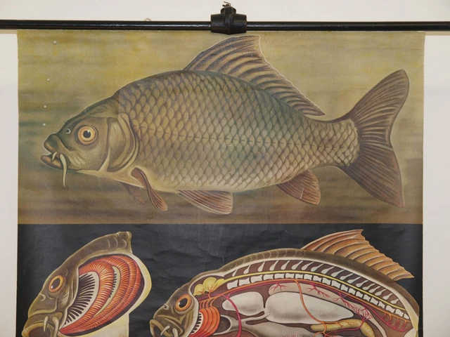 Joven Chef Quentell Imagen de Animal Carpa 1967 Schulwandbild Mural 83x114cm 2