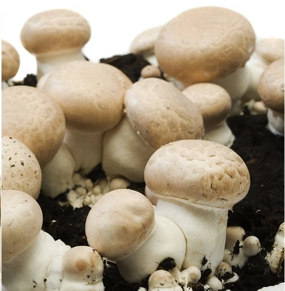 Pfifferlinge Selber Zchten  Pilzzucht Set Bio Champignons & Exotische  Pilze 350 Samen
