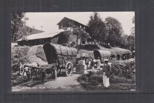 CEYLON, SRI LANKA, CARTING TEA FROM FACTORY, c1920 real photo ppc., unused.