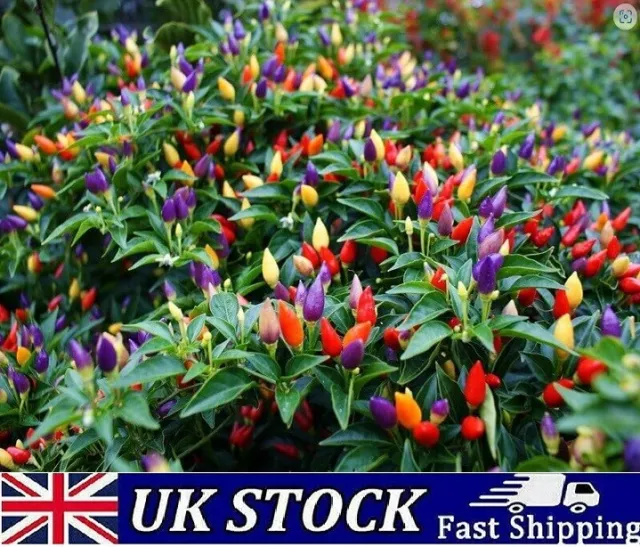 Bolivianischer Regenbogen heiße Chilipfeffersamen - UK
