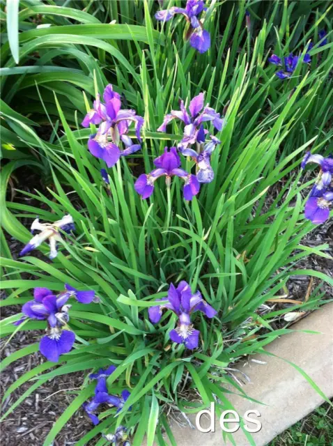 10+ SIBERIAN  IRIS ~ Bright Purple/ Blue  ~  Clump of  10+ LIVE PLANTS