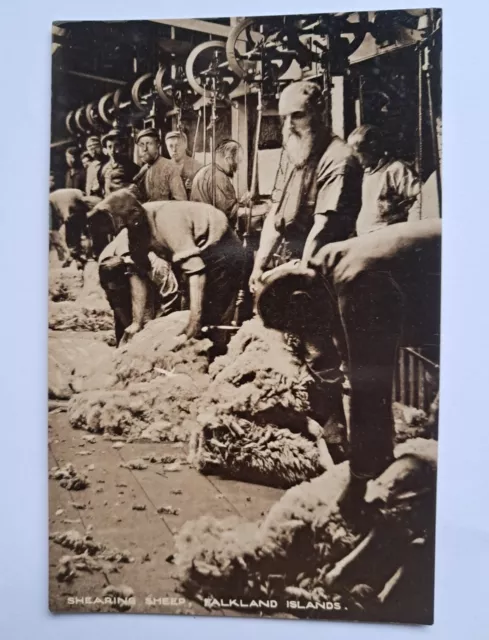 Rare FALKLAND ISLANDS HARDY SERIES Postcard OF SHEEP SHEARING RPPC 1948