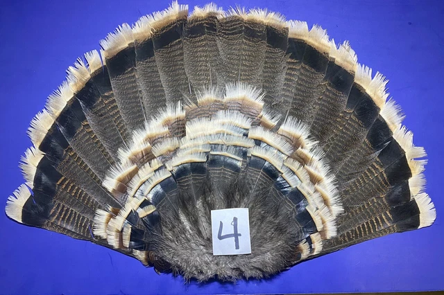 Plumas de cola de pavo salvaje - señuelo, montaje, pintura, piezas centrales y artesanías