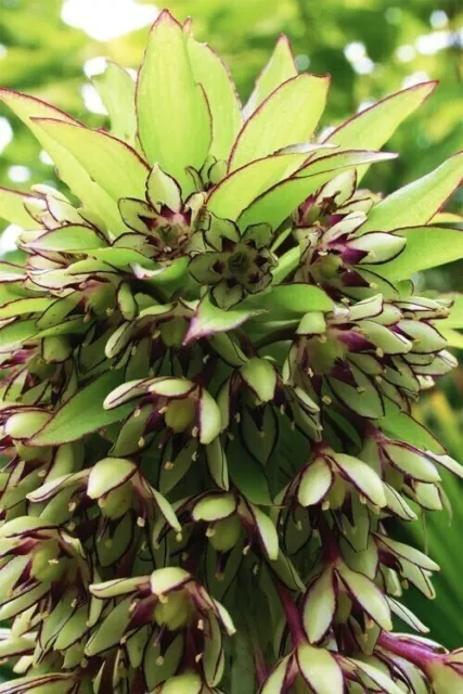 Mehrfarbige Ananas-Lilie Eucomis Bicolor/Schopflilie Gr.18-20, 3 Blumenzwiebeln