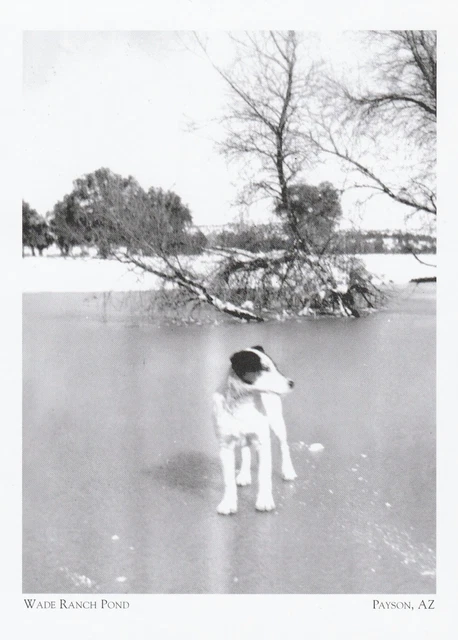 *Arizona-"Dog On The Frozen Pond" /Old Wade Ranch/ *Payson {Postcard} (NS10)