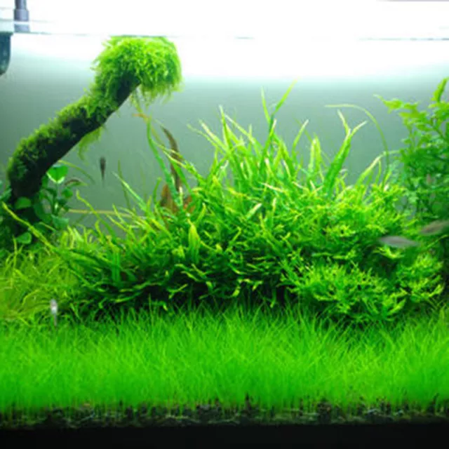 Agua hierba acuario semillas acuáticas primer plano planta decoración jardín %