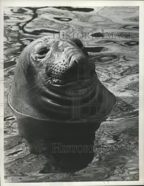 1958 Press Photo Life is fine and dandy for Roland the elephant seal - nef71920