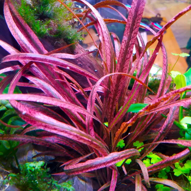 Cryptocoryne Spiralis Red Live Aquarium Plants Tropical Aquascaping Tank Rare