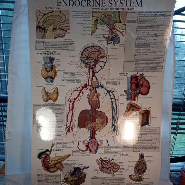 Laminated 18"X27" Anatomy Endocrine System/Endoctrine System Poster New