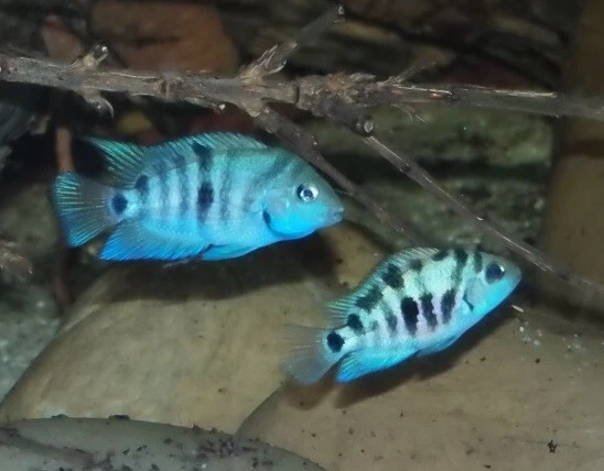 Honduran Red Point Cichlid