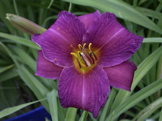 Taglilie "Sortiment Abendrot B" Daylily Hemerocallis