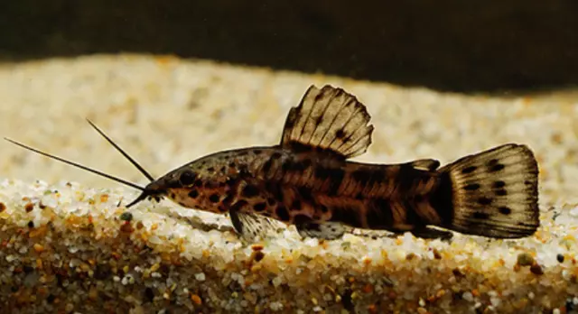 Pack of 2 Freshwater Marbled Hoplo Catfish Live Tropical Aquarium Fish Grade A