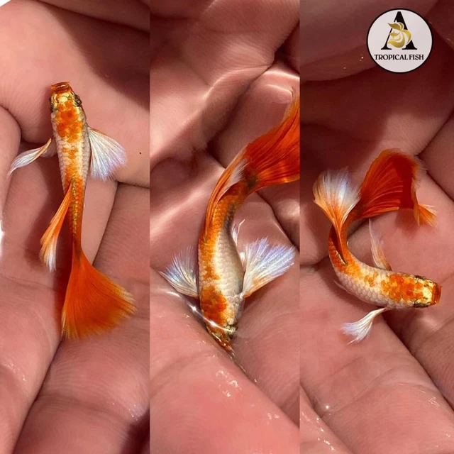 1 Trio  ☆ Live Guppy Fish High Quality ☆ DUMBO SANTA Claus New Strain¿