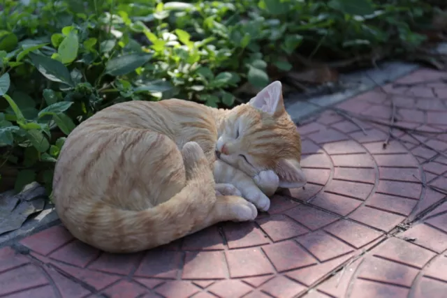 SLEEPING CAT STATUE Lying Down Garden Statue Garden Decor Orange/Black ...