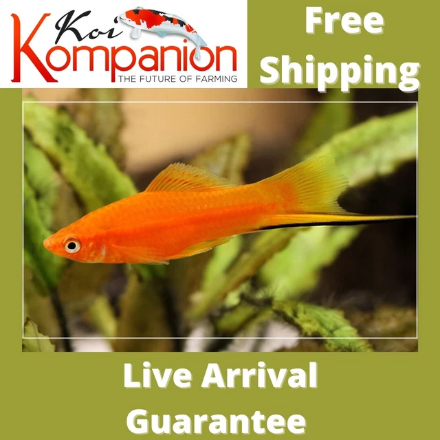 5/10/20X Assorted Swordtails Freshwater Fish Koi Kompanion Free Shipping