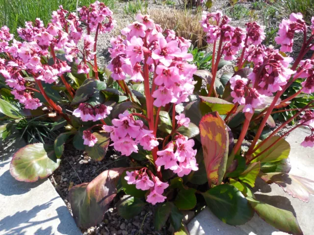 Pflanze/Blume/Staude Bergenie pink.,