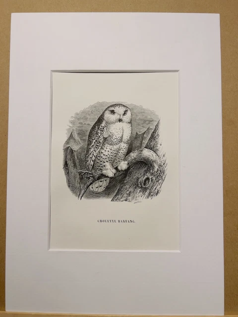 Gravure Sur Acier Ancienne "Les Rives Du Tsad" - Afrique, Animaux, Tropiques - Déjà Encadrée