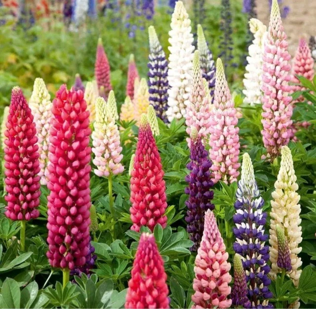 LUPIN PERENNIAL PLUG Plants X 5 Mixed EUR 10,29 PicClick IT