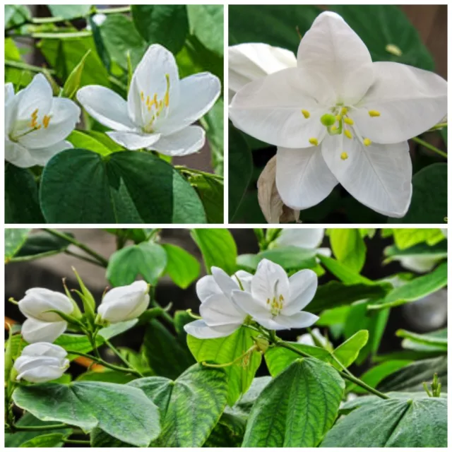 10 semi di  Bauhinia acuminata, Phanera acumina, albero orchidea ,seeds