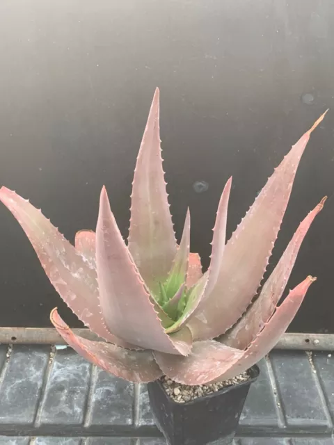 Aloe Chrisostachys Pot 9Cm D25Cm H25Cm