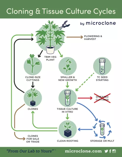 Tissue Culture Starter Kit Microclone Liquid Tubes Most Plants Include Cannabis 3