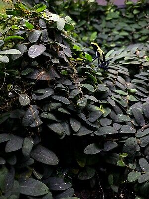 Ficus sp. Borneo - Dart Frog VIVARIUM / Terrarium Plant - Stem Cutting 2