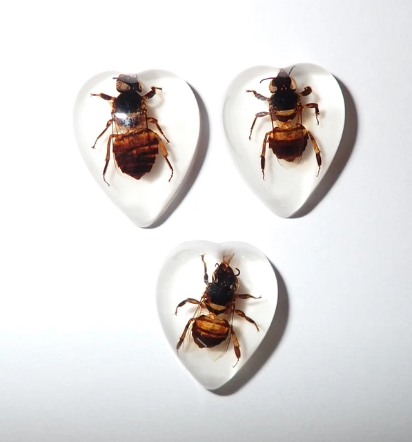 Insect Cabochon Honey Bee Specimen Heart Shape 17x21 mm white 3 pieces Lot