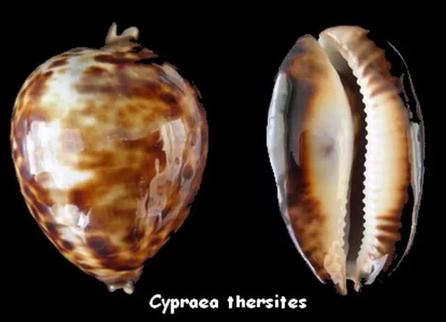 Coquillage de collection : Cypraea thersites