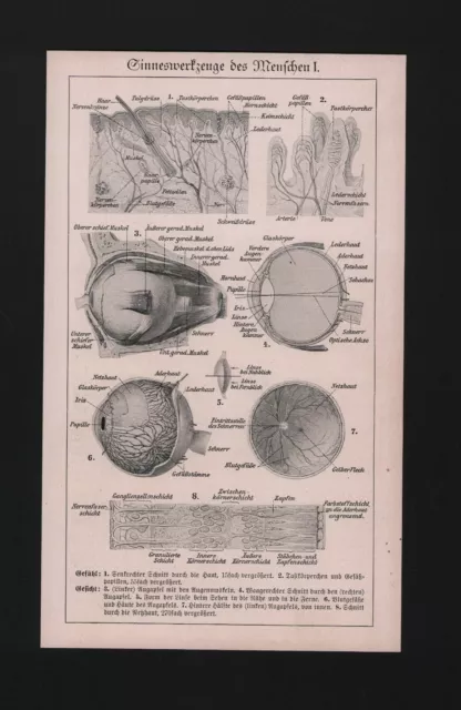 Lithografie 1934: Sinneswerkzeuge des Menschen I/II. Medizin