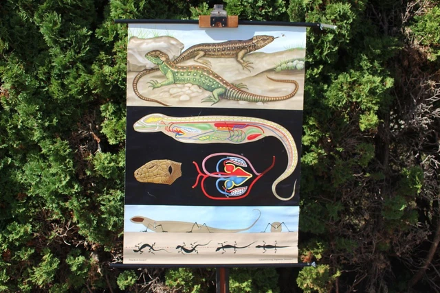 Affiche vintage des années 1970 sur l'anatomie du lézard, tableau scolaire zoologique - France