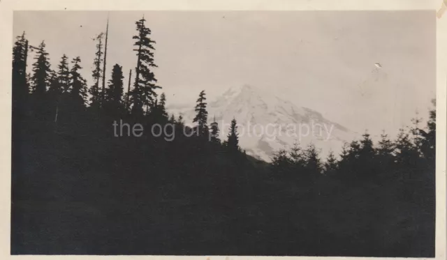 TREESCAPE Vintage FOUND PHOTOGRAPH bw FREE SHIPPING Original Snapshot 811 10 N