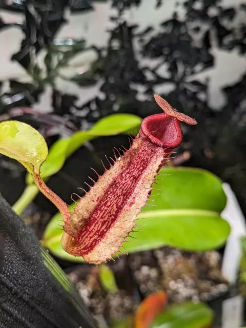 Nepenthes maxima x x Trusmadiensis