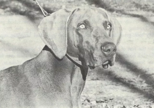 * Weimaraner - CUSTOM MATTED - Dog Art "Photo Print" - 1964